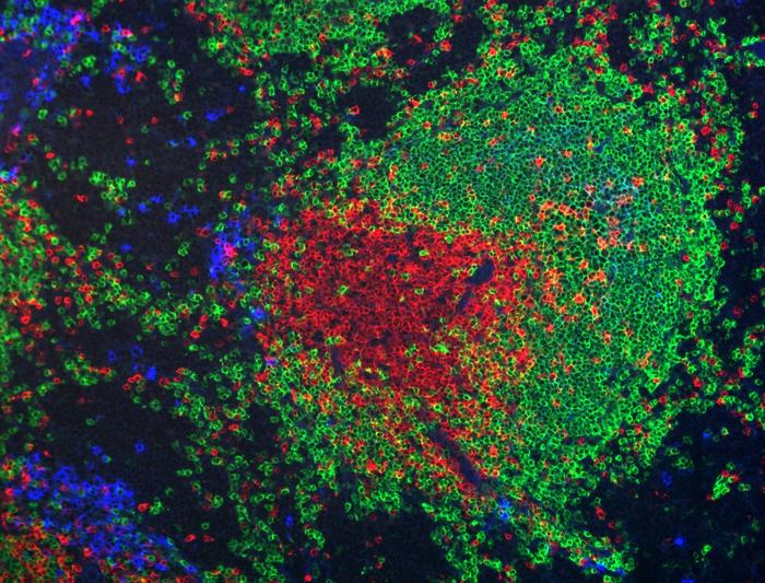 Focus on the Guardians of the Antibody Response
