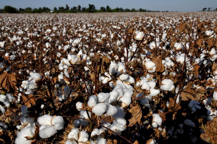 Cotton bolls