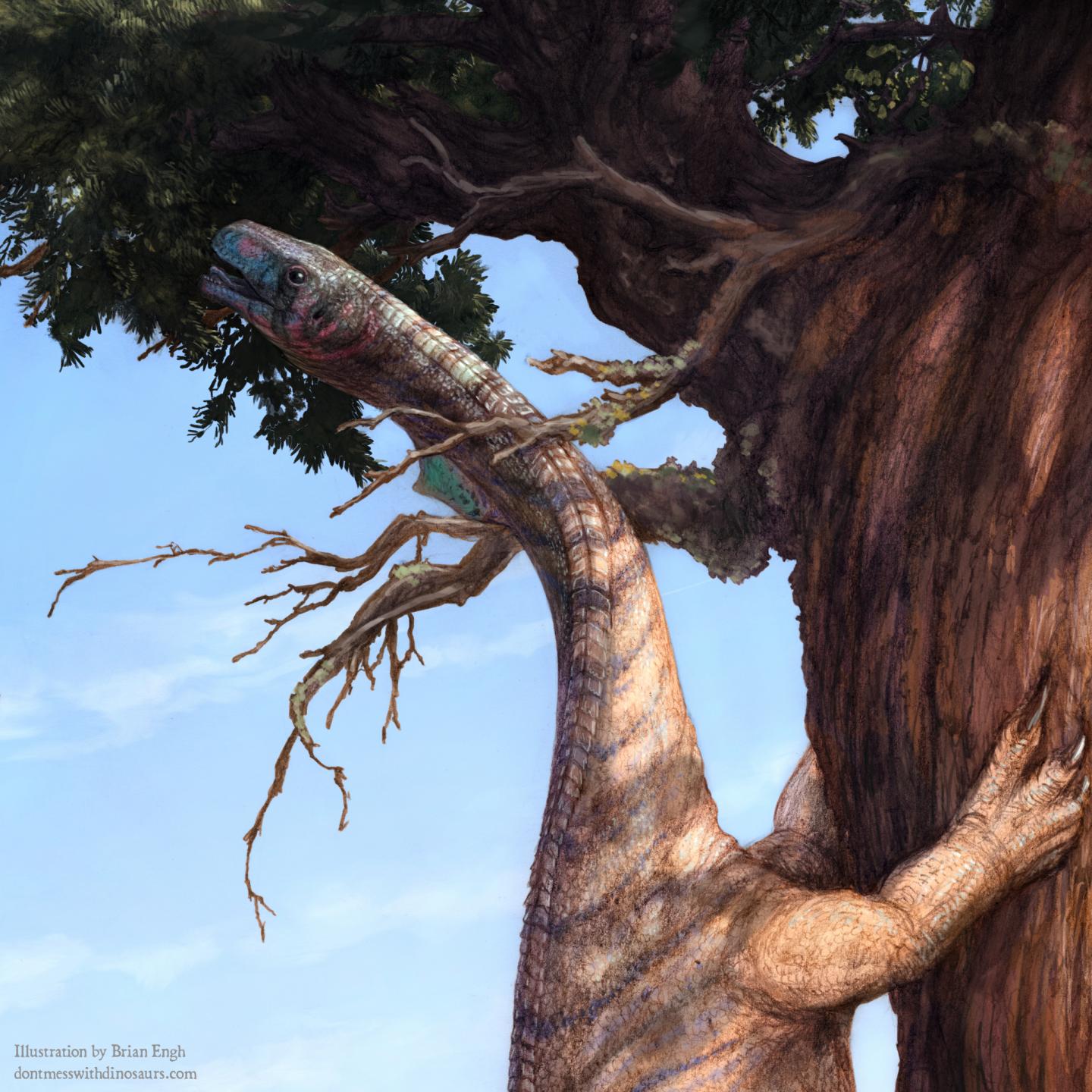 <i>Sarahsaurus aurifontanalis</i> Illustration