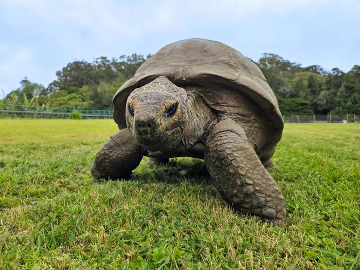 An Extremely Old Giant Tortoise Named Jonathan May Hold the Secret to a Long, Healthy Life: Study