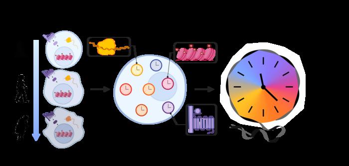Transcriptomic aging model