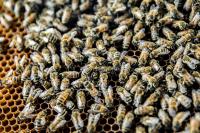 Honey bees