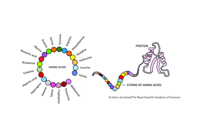 Protein formation illustration