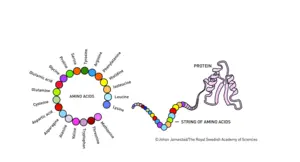Protein formation illustration