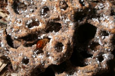 Soldier Termite