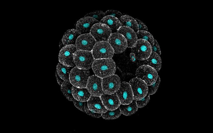 A sea star embryo imaged on a confocal microscope