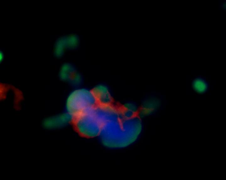 CTC Cluster