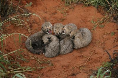 Cheetah Cubs (1 of 2)