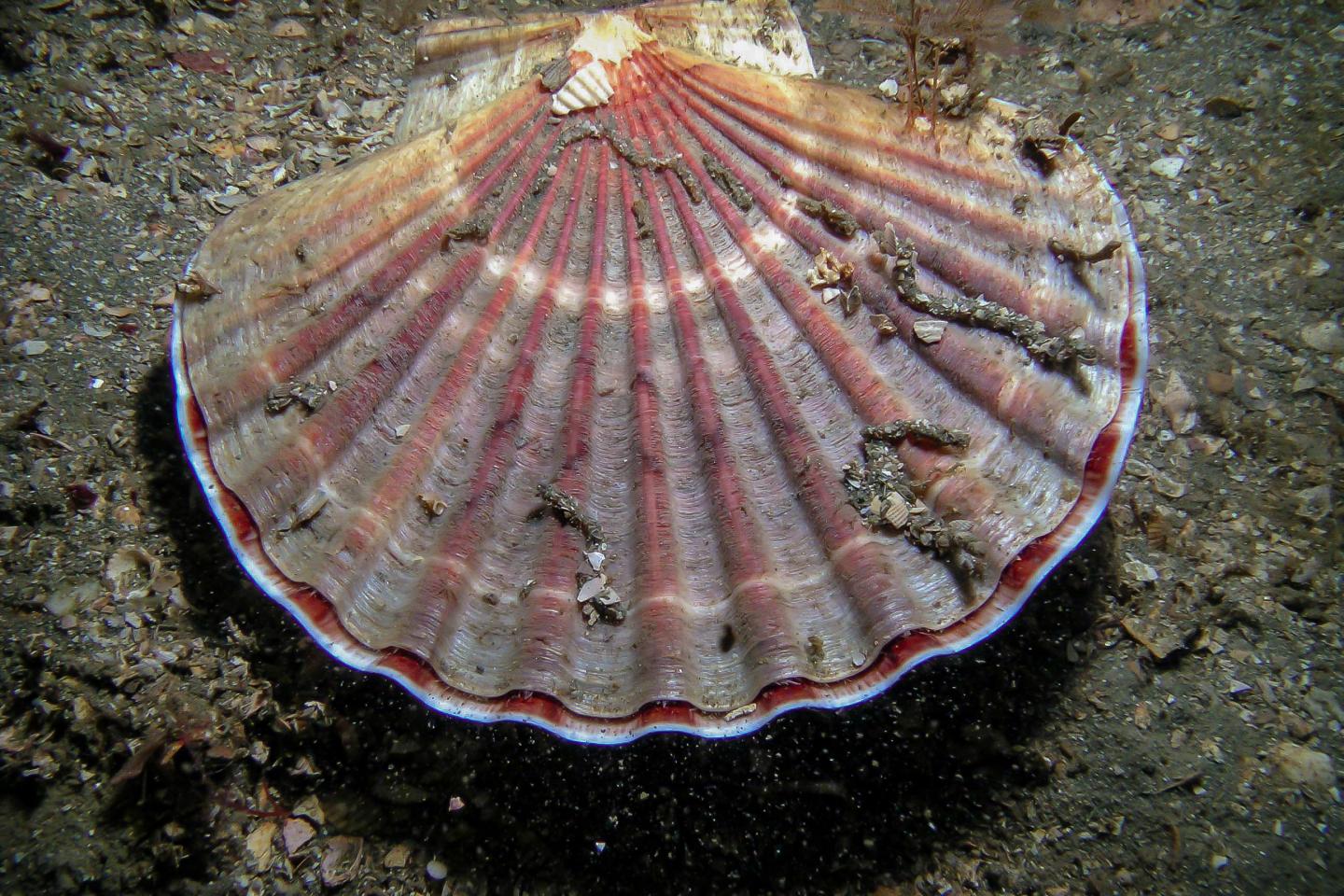 <I>Pecten fumatus</I>