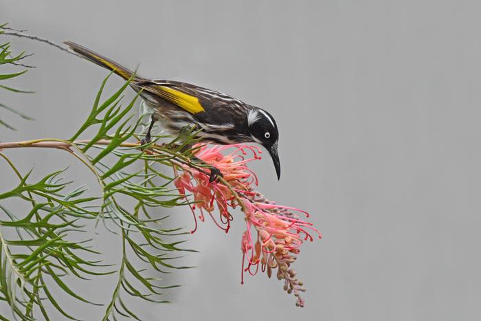 New Holland honeyeater