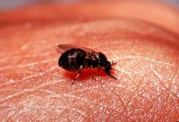 The Black Fly