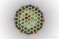 LUX Photodetector
