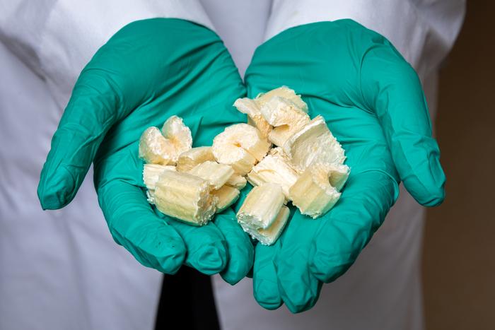 Dried celery that can be used as the bioink for 3-D printing.