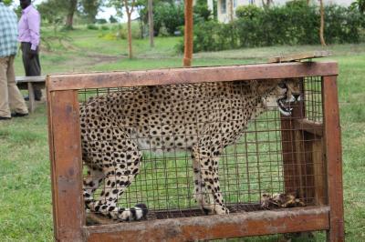Cheetah