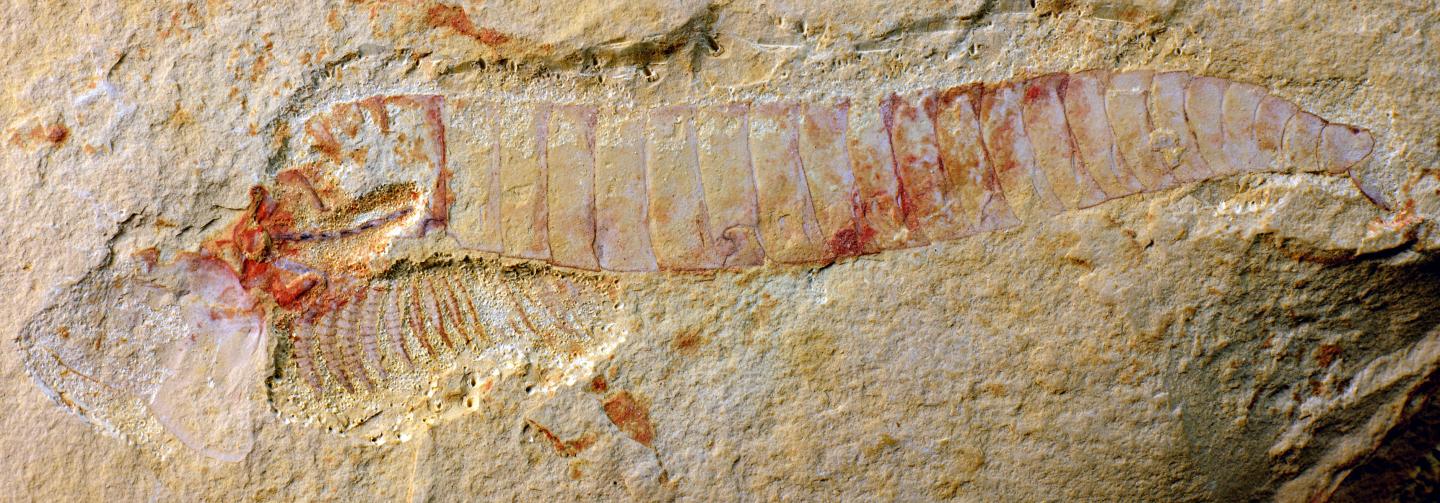 <I>Chengjiangocaris kunmingensis</I>