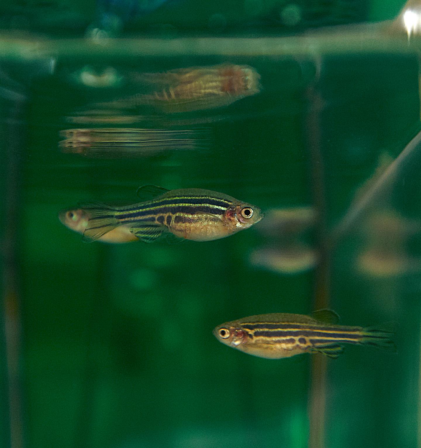 Zebrafish