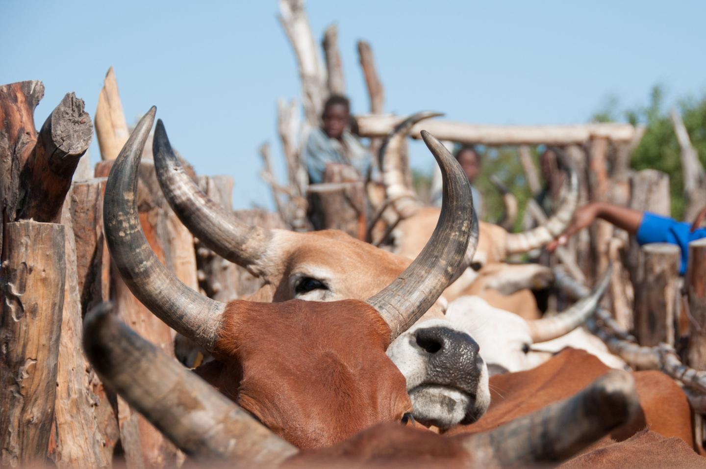 Bovine Tuberculosis Shows Genetic Diversity throughout Africa