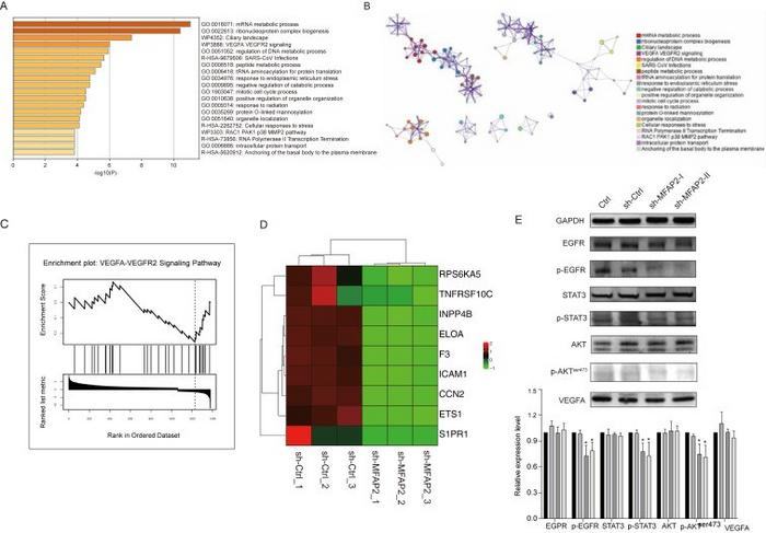 MFAP2 promotes epithelial-mesenchymal transition (EMT) through the EGFR-AKT-STAT3 signaling pathway in colorectal cancer (CRC) cells.