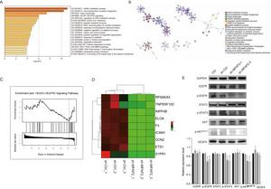 MFAP2 promotes epithelial-mesenchymal transition (EMT) through the EGFR-AKT-STAT3 signaling pathway in colorectal cancer (CRC) cells.