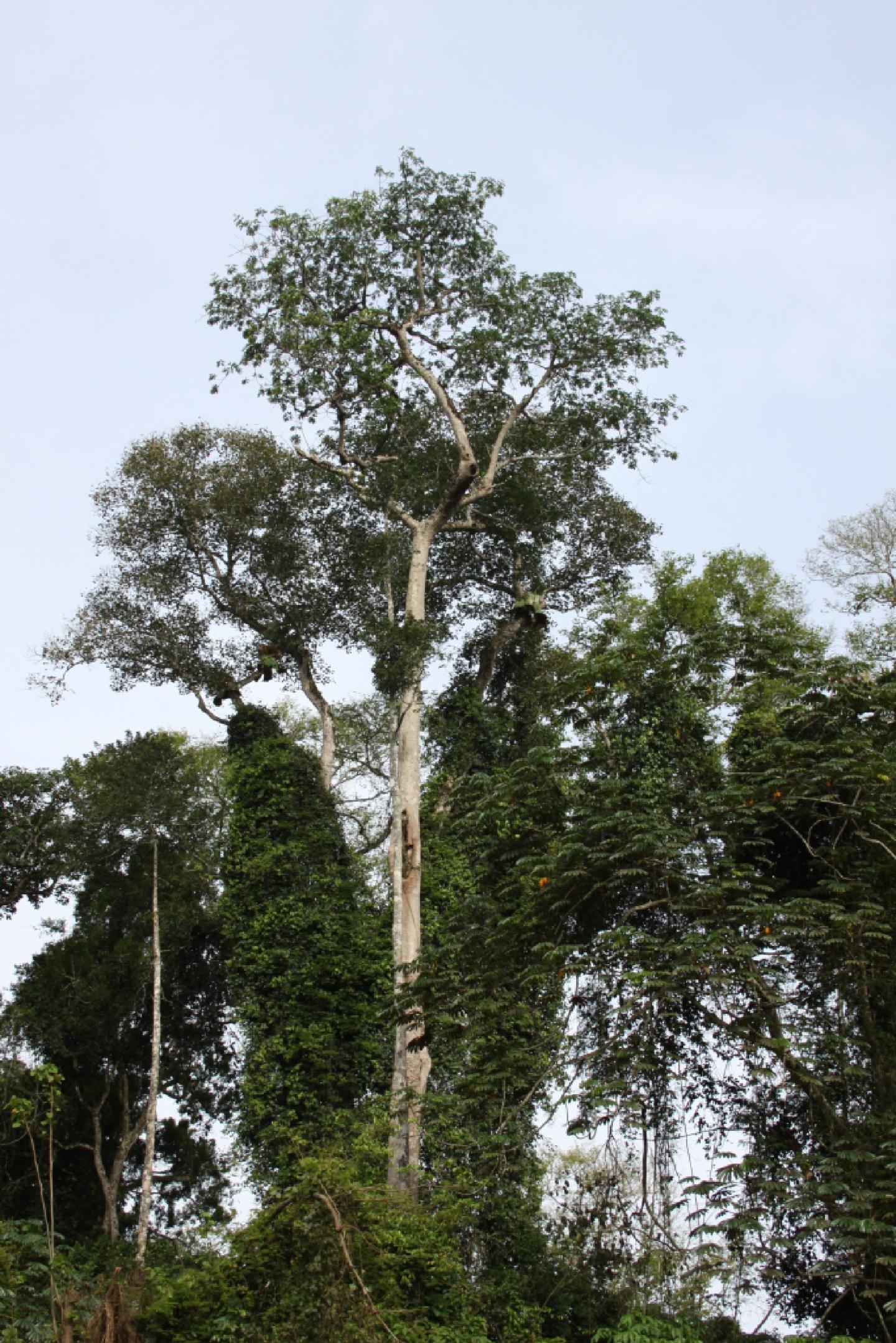<I>Terminalia superba</I>