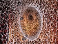 Illustration, First Place -- Branching Morphogenesis