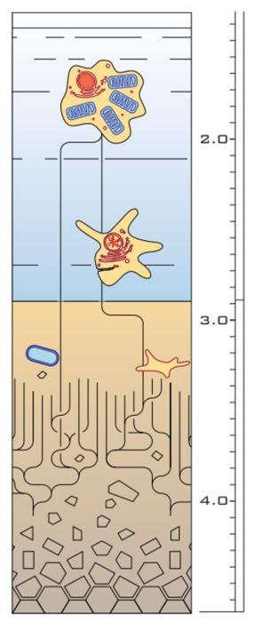 Evolution timeline (credit: dr. Christopher Kay)