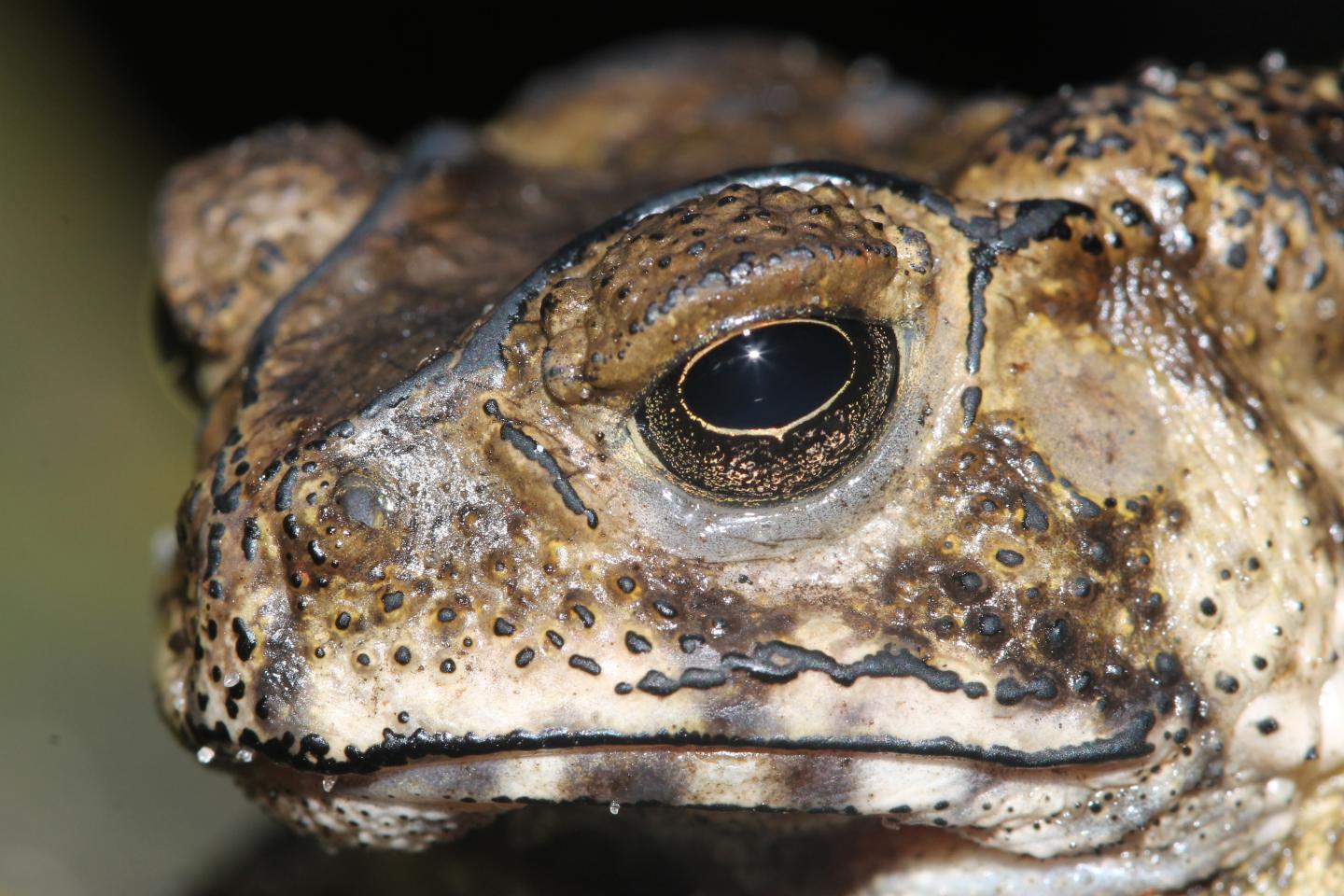 Toxic Toad (3 of 3)