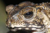 Toxic Toad (3 of 3)