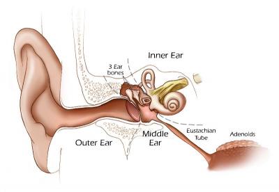 Ear