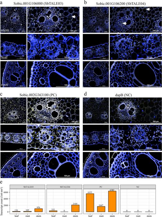 RNAscope ISH validation of genes at the vegetative stage in sorghum BTx623.
