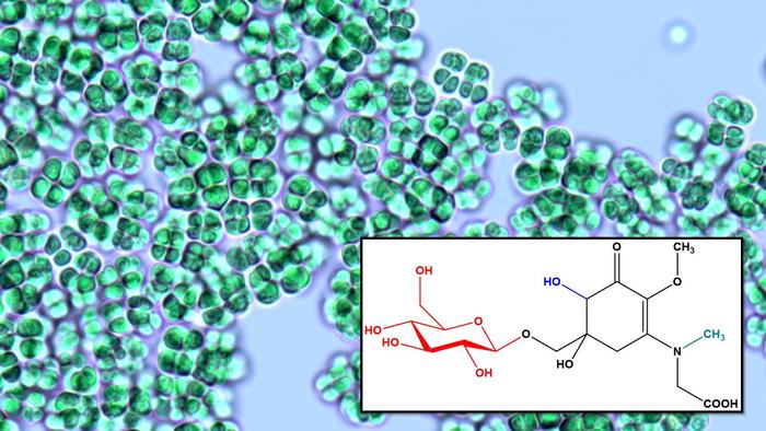 Novel Compound Discovered from Thermophilic Cyanobacteria Can Be Used for UV Protection