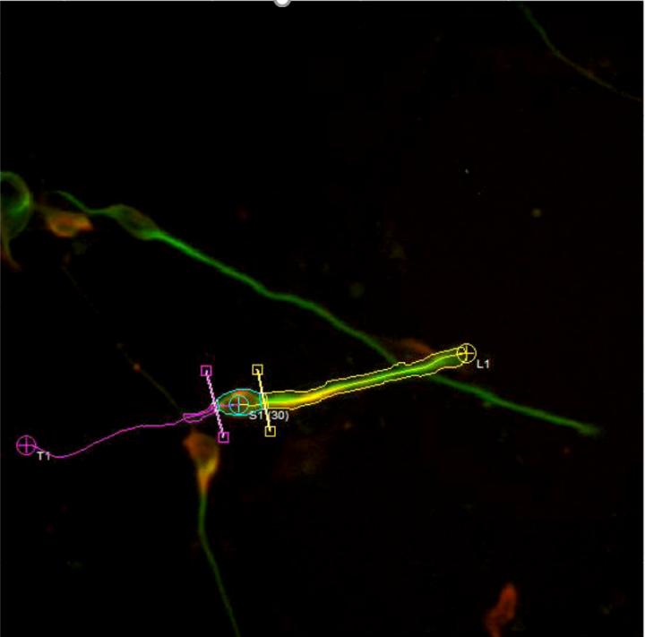 Neuroscience -- Faster Image Processing