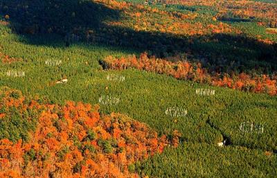 Research Conducted at Duke Forest FACE