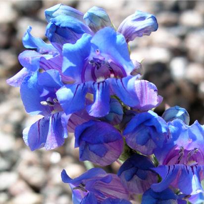 Dwarf Blue Penstemon <i>(Penstemon glaber)</i>.