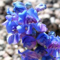 Dwarf Blue Penstemon <i>(Penstemon glaber)</i>.