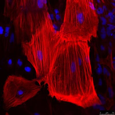 Mesodermal Layer