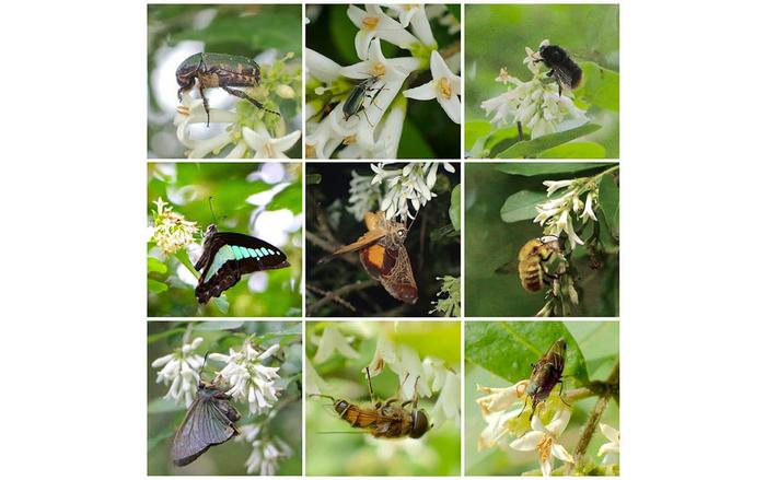 Representative insect pollinators visiting flowers of Ligustrum obtusifolium