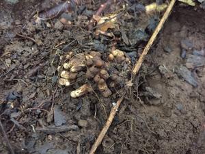 Nitrogen-fixing nodules
