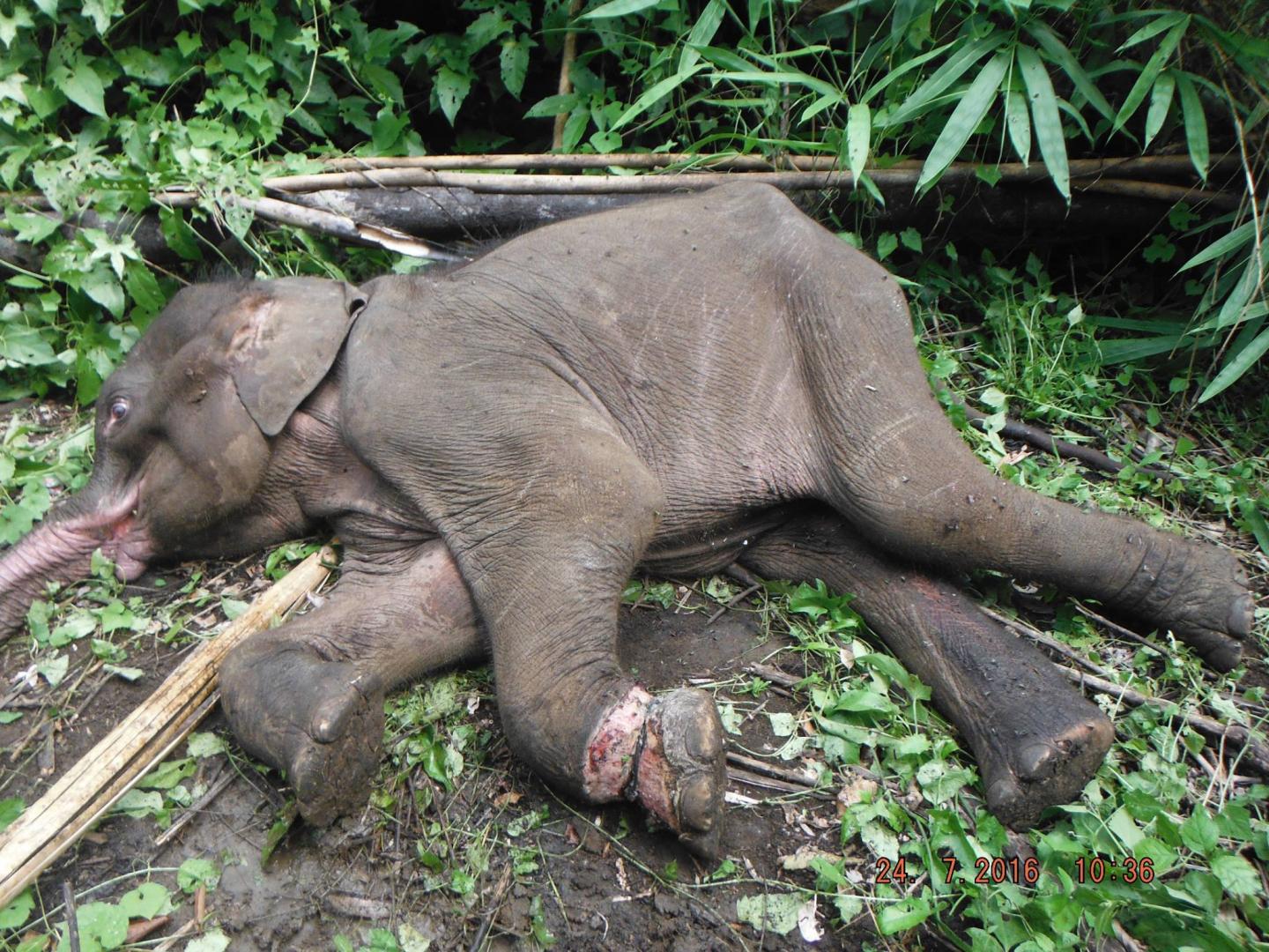 A Snared Elephant