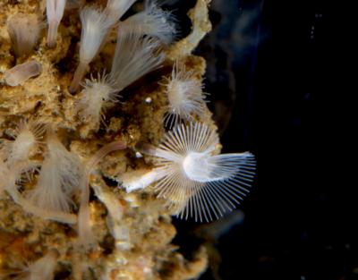 <i>Phoronis ijimai</i>