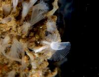 <i>Phoronis ijimai</i>