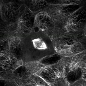 Alpha-tubulin Movie