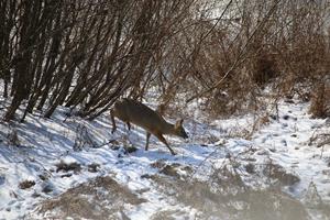 Water deer