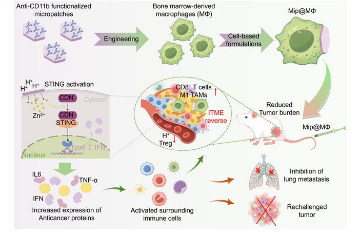 Tiny surface patches switch on macrophages inside acidic tumors