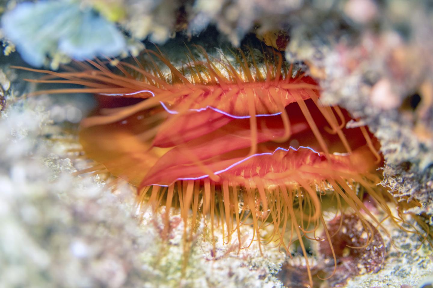Disco Clam