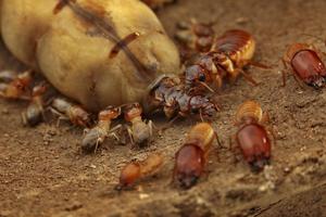Termite queen with king