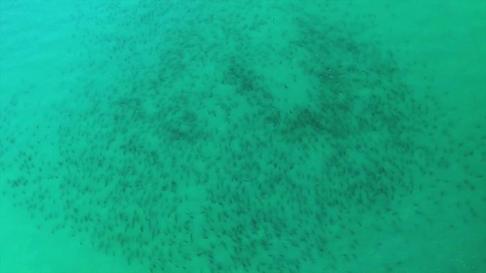 Blacktip Sharks