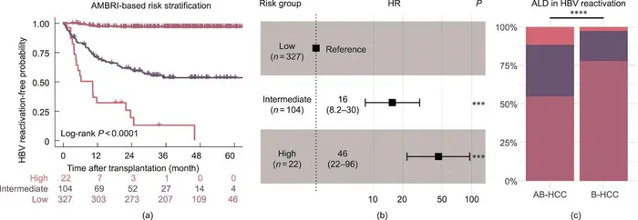 AMBRI-based risk stratification for HBV reactivation in liver recipients.