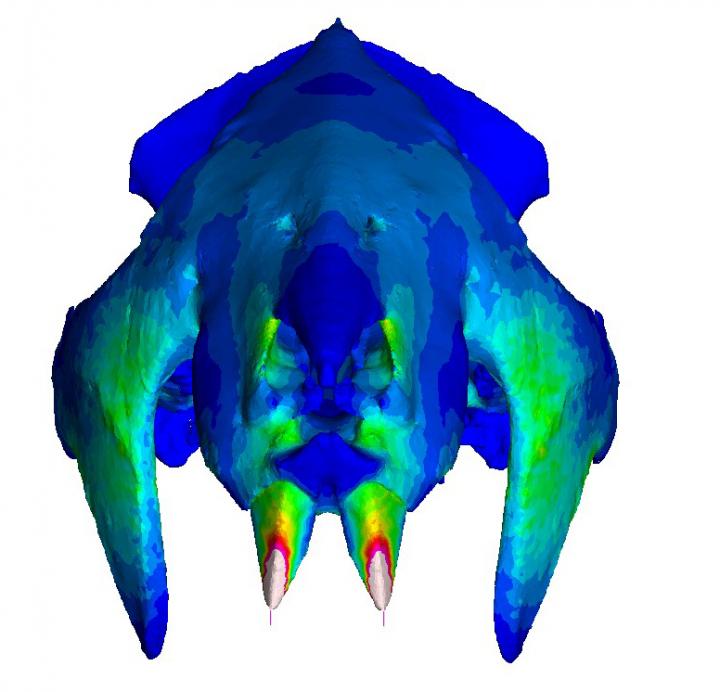 <i>Vintana sertichi</i> Skull
