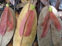 Characteristic Winged Fruits